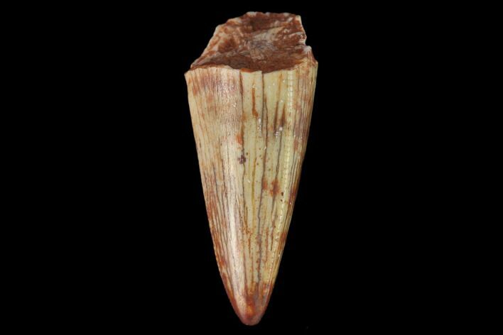 Fossil Phytosaur Tooth - New Mexico #133351